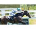  Carrera: G.P.Nacional Caballo: Roncal Monta: V.Janacek